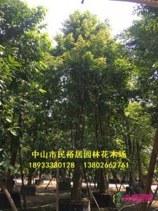 单杆子母树
