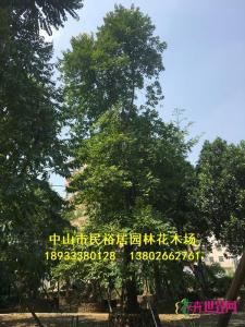 单杆子母树
